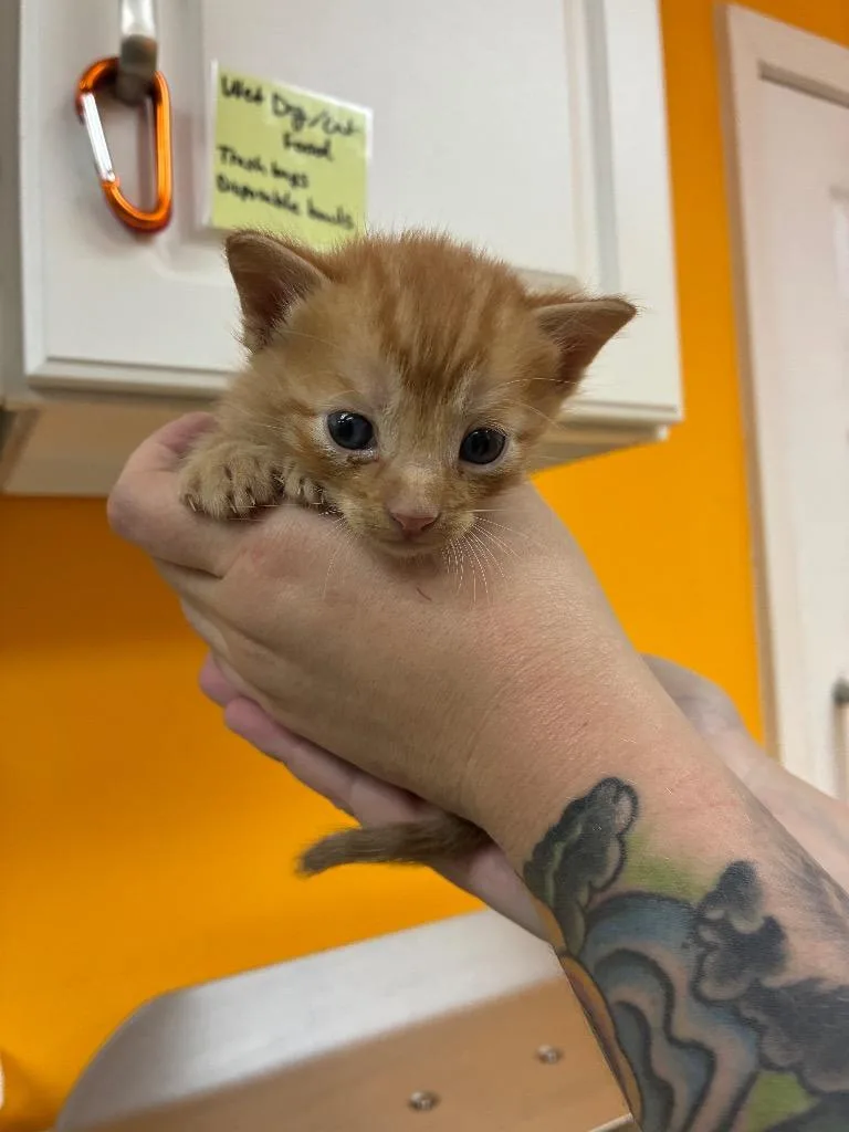 A baby medium-sized male Domestic Short Hair cat named Lance for adoption in Bryant, AR