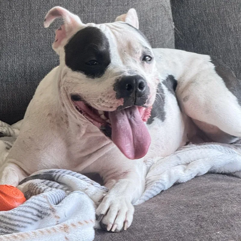 Penelope