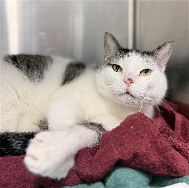 A senior large-sized male Domestic Short Hair cat named Kufu for adoption in Tavares, FL