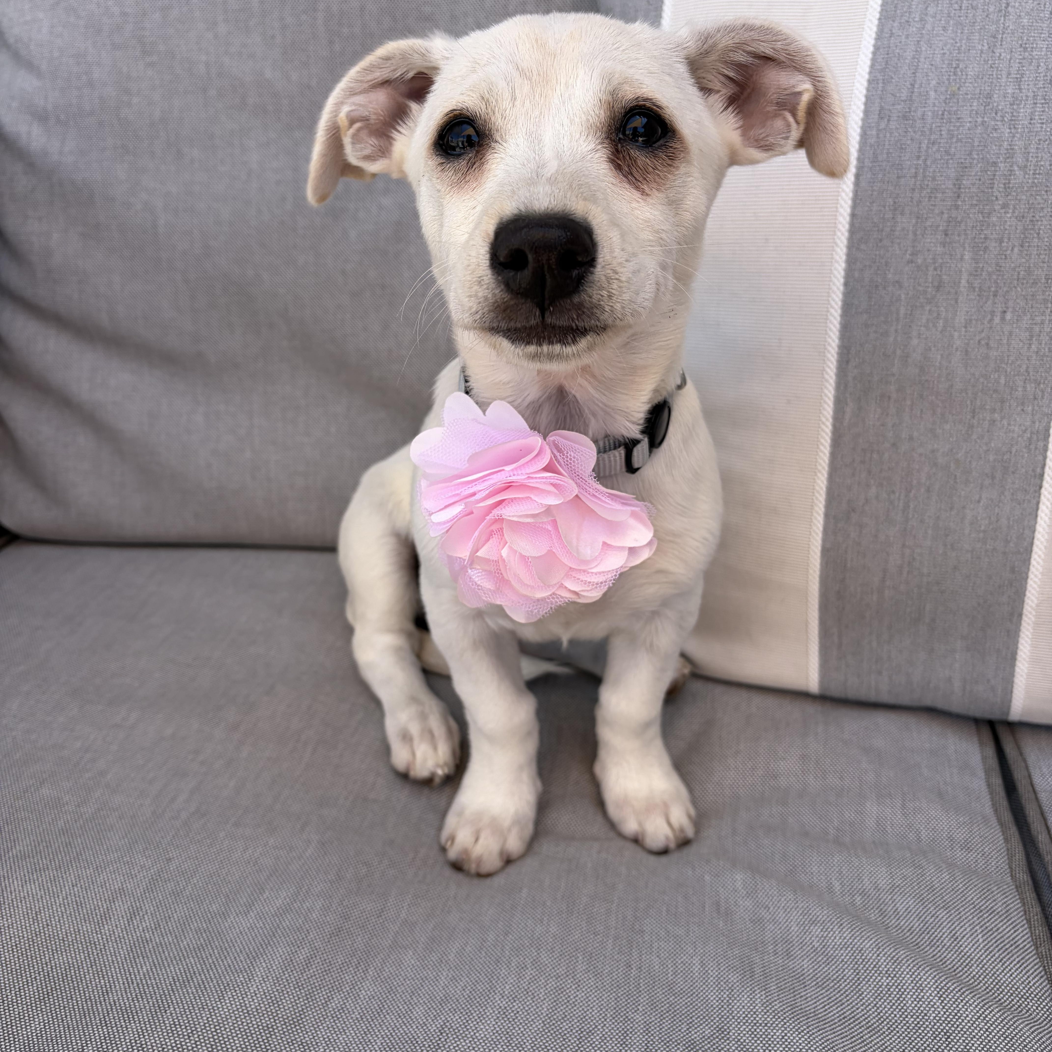 A baby small-sized female White / Cream Chiweenie dog named Romina for adoption in Poway, CA
