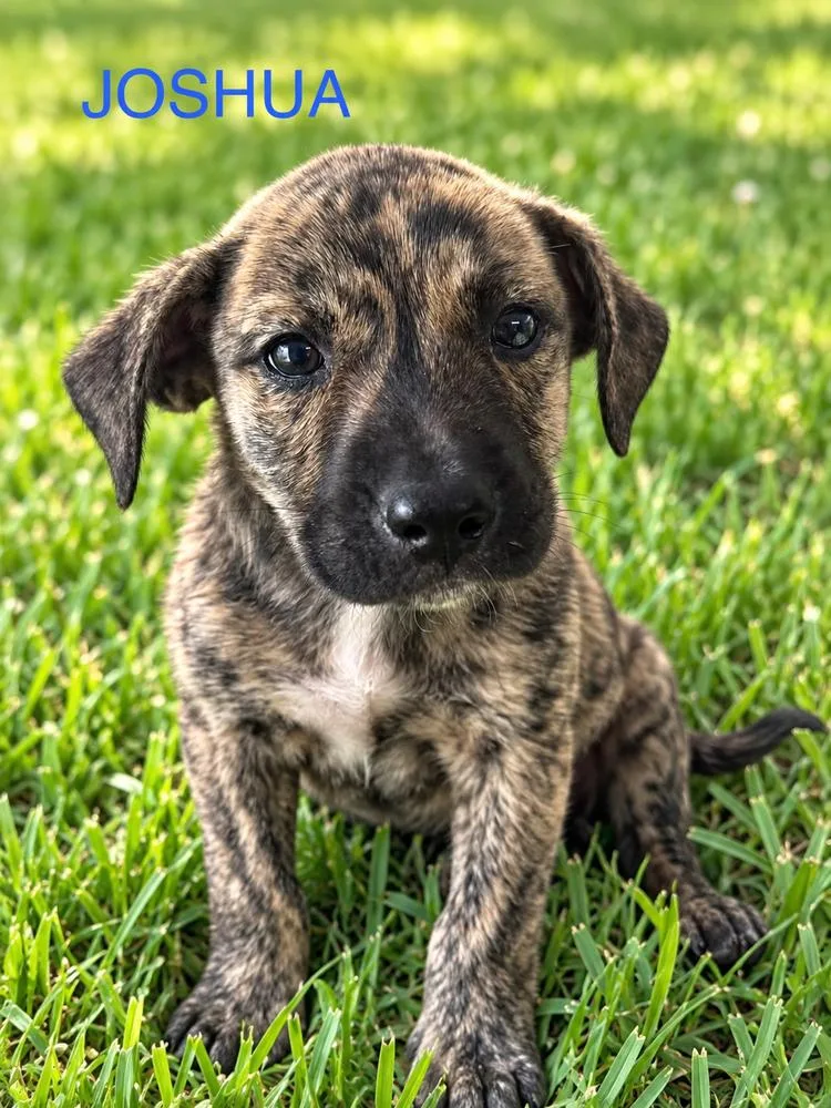 A baby medium-sized male Pit Bull Terrier dog named Joshua for adoption in Jefferson Hills, PA