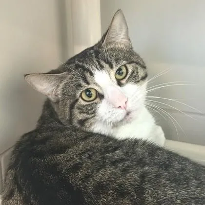 An adult medium-sized male Tabby (Gray / Blue / Silver) Domestic Short Hair cat named Jackson for adoption in Santa Cruz, CA