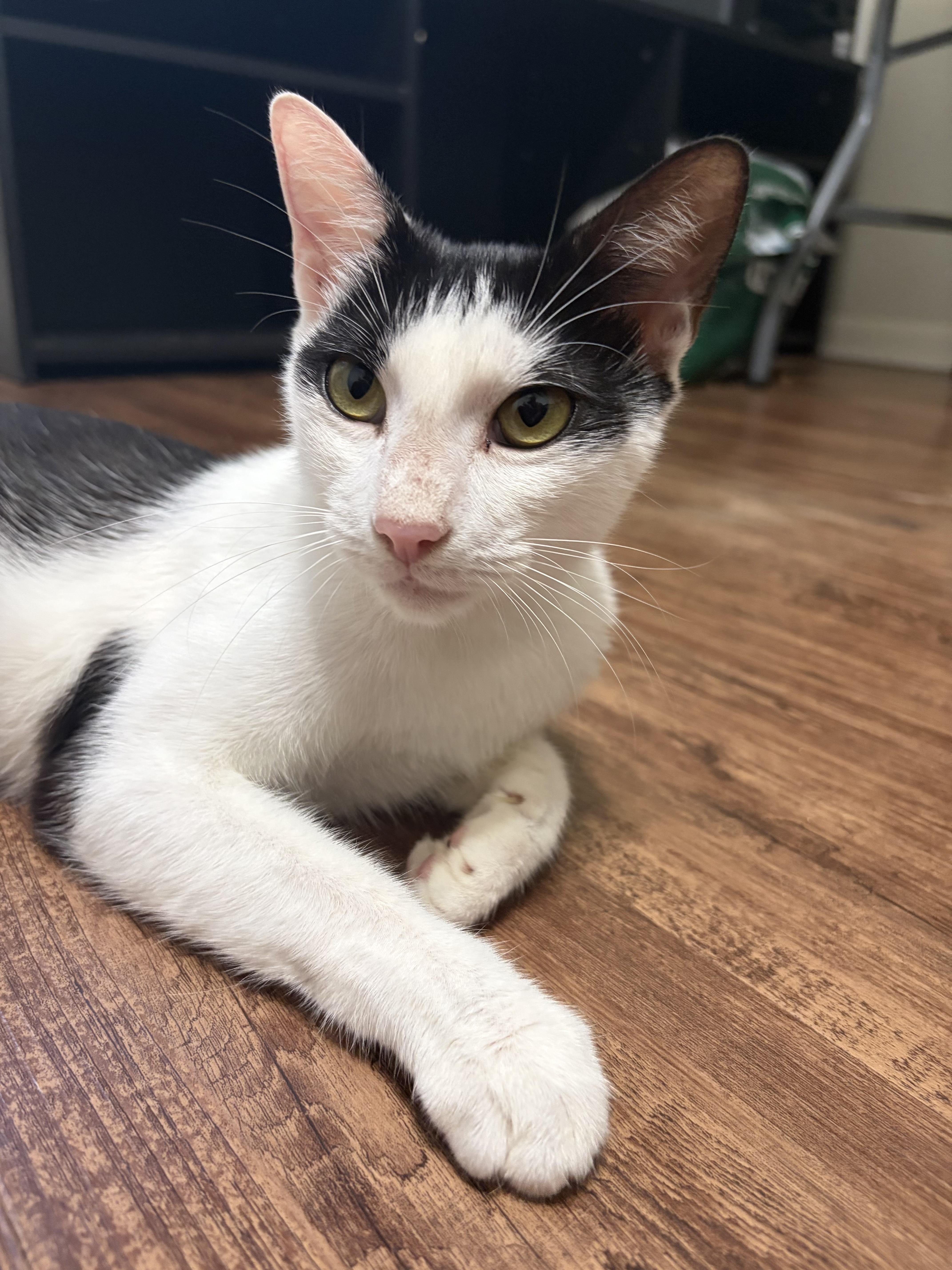 A young medium-sized female Black & White / Tuxedo Domestic Short Hair cat named Petunia for adoption in Liverpool, TX