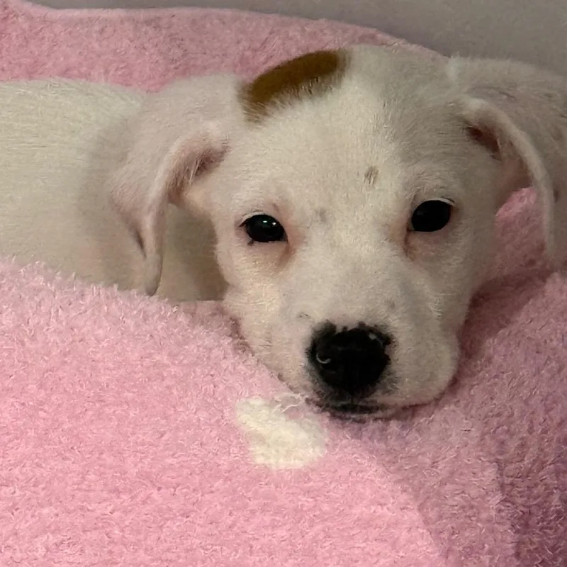 A baby medium-sized male White / Cream Mixed Breed dog named Foggy Finn for adoption in Fredericksburg, VA