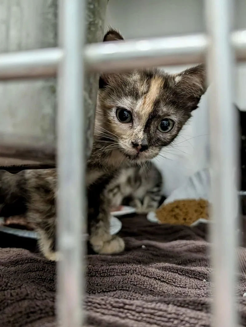 A baby medium-sized female Domestic Short Hair cat named Chewy for adoption in Detroit Lakes, MN