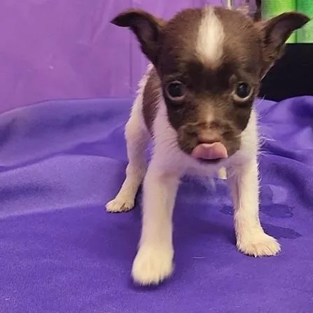 A baby small-sized male Brown / Chocolate Chihuahua dog named Yogurt for adoption in North Myrtle Beach, SC