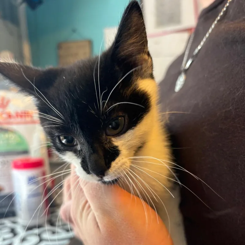 A baby small-sized female Black Domestic Short Hair cat named Pincer for adoption in Pennsville, NJ