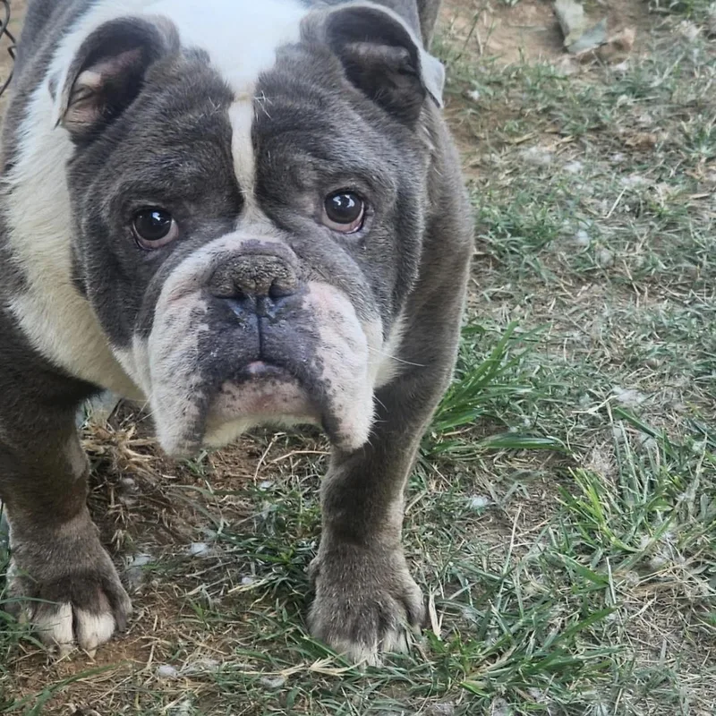 An adult medium-sized male White / Cream English Bulldog dog named Winston for adoption in Athens, AL