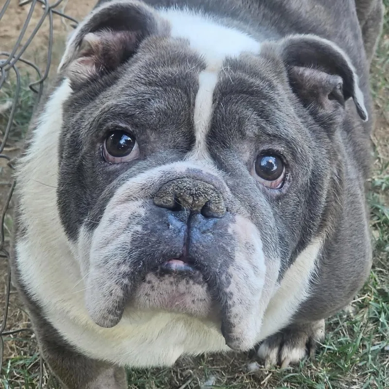Winston thumbnail 3