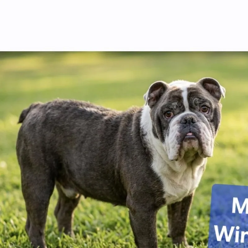 Winston thumbnail 4