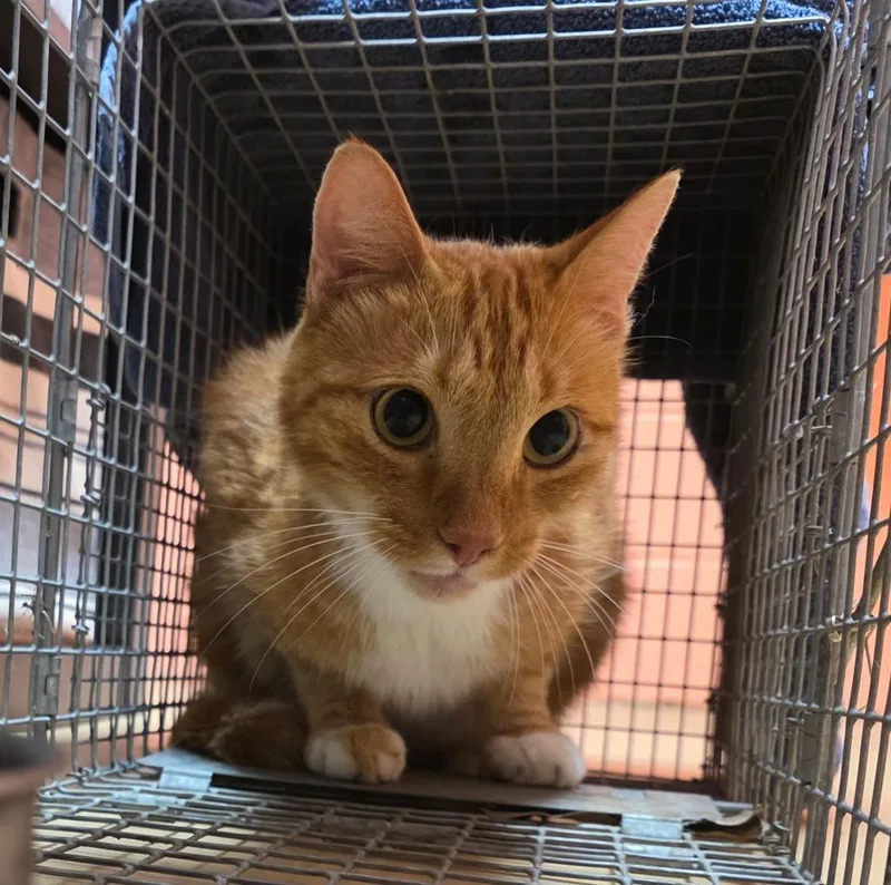 A young medium-sized male Domestic Medium Hair cat named Captain Artemis for adoption in Rockport, TX