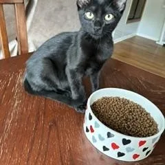 A baby medium-sized male Black Domestic Short Hair cat named Salem for adoption in Denver, CO