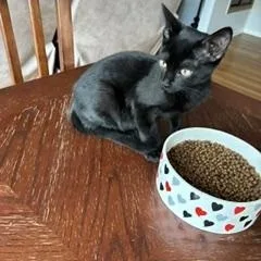 Salem thumbnail 2