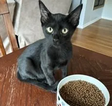 Salem thumbnail 4