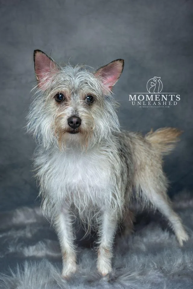 A young small-sized male Gray / Blue / Silver Yorkshire Terrier dog named Spook for adoption in Myakka City, FL