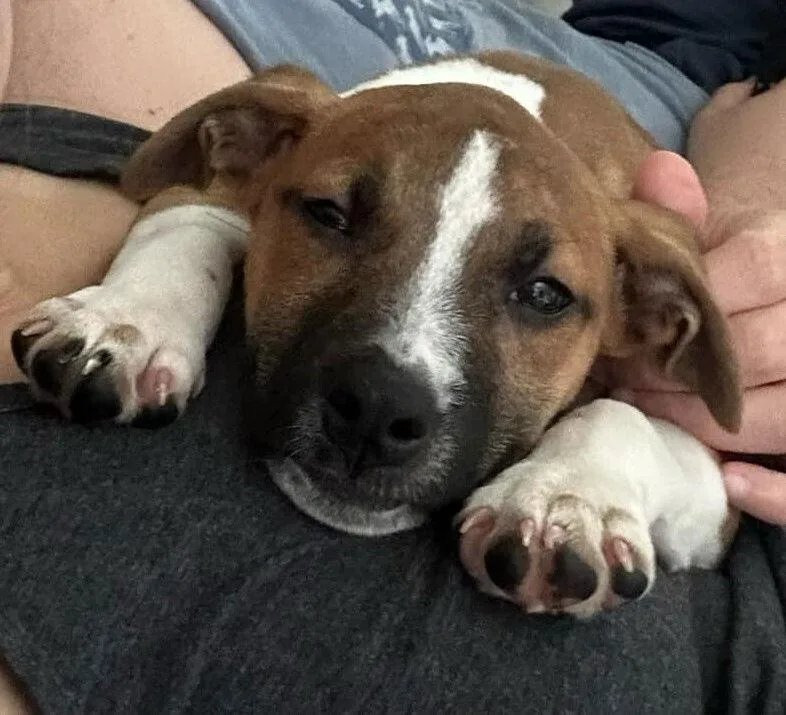 A young medium-sized female Pit Bull Terrier dog named Baby Jane for adoption in New York, NY