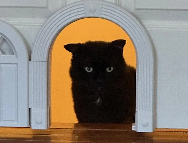 An adult large-sized male Domestic Short Hair cat named Ball Aka Buddyc for adoption in Greenville, DE