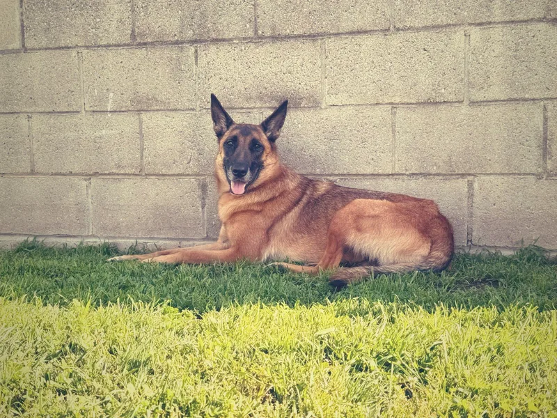 A young large-sized female Belgian Shepherd / Malinois dog named Mia for adoption in santa monica, CA
