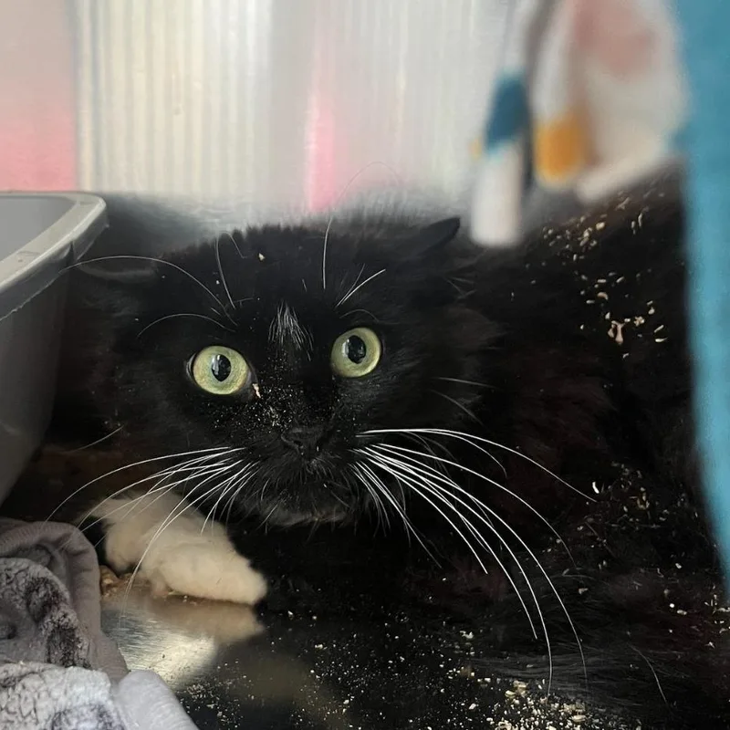 A young medium-sized female Black & White / Tuxedo Domestic Short Hair cat named Siren for adoption in North Haven, CT