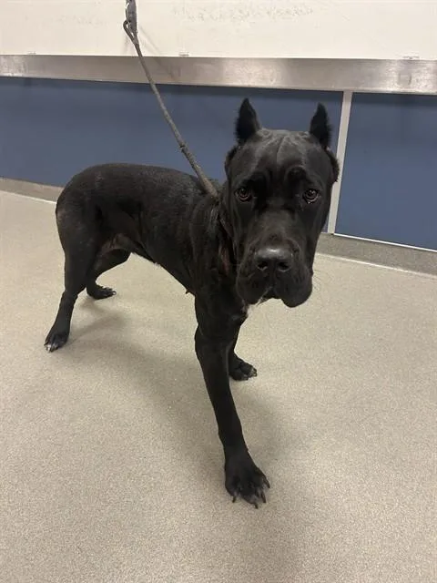 A young large-sized female Cane Corso dog named Coco for adoption in Miami, FL