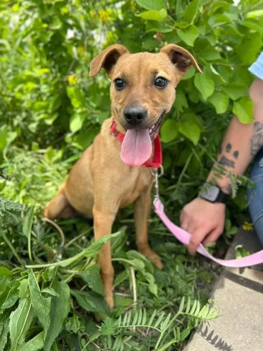 A young small-sized female Chihuahua dog named Indie for adoption in Howes Cave, NY