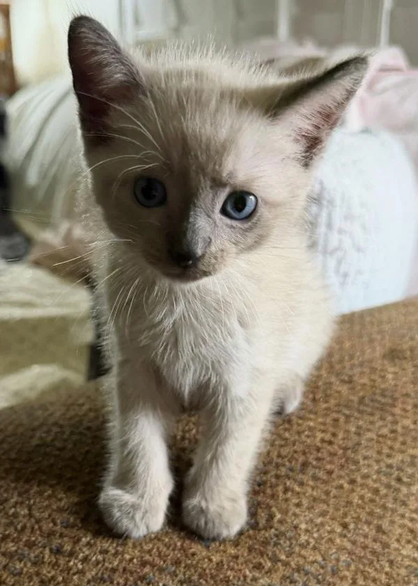 A baby small-sized male Domestic Short Hair cat named Pip for adoption in Escondido, CA