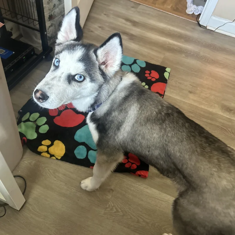 A baby medium-sized male Black Siberian Husky dog named Ryder for adoption in Jasper, GA
