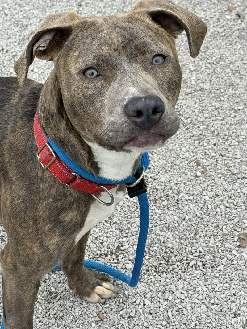 A young medium-sized female Brindle Pit Bull Terrier dog named Nari for adoption in Springfield, IL