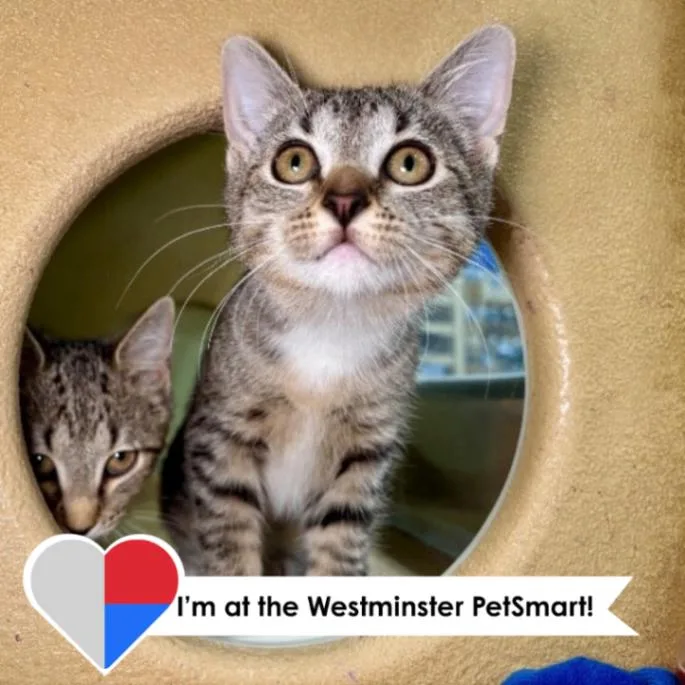 A baby medium-sized female Brown / Chocolate Domestic Short Hair cat named Wasabi for adoption in Fort Collins, CO