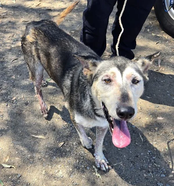An adult large-sized female Shepherd dog named Madeline for adoption in Escondido, CA