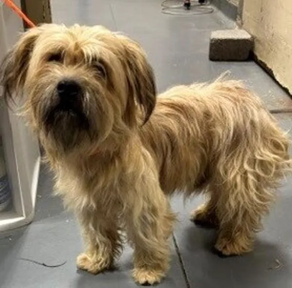 An adult small-sized male Terrier dog named Scarecrow for adoption in Dallas, GA