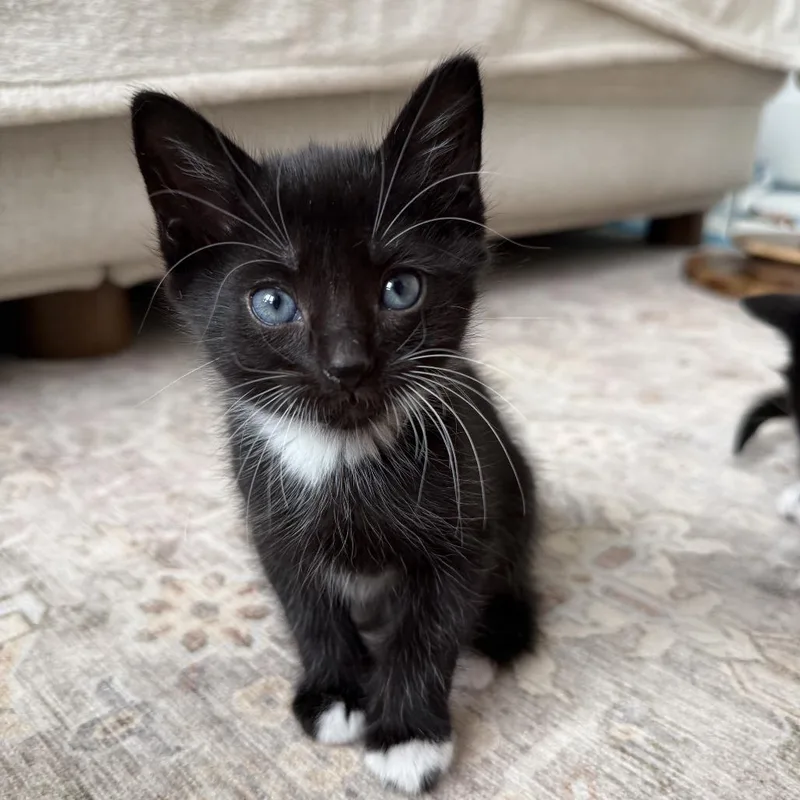 A baby small-sized female Black Domestic Short Hair cat named Sneezy for adoption in North Branford, CT