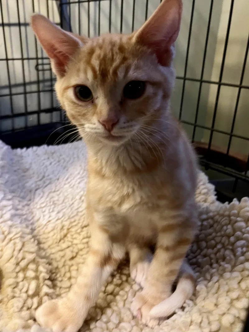 A baby small-sized male Tabby (Buff / Tan / Fawn) Extra-Toes Cat / Hemingway Polydactyl cat named Ernie for adoption in Walnut Creek, CA