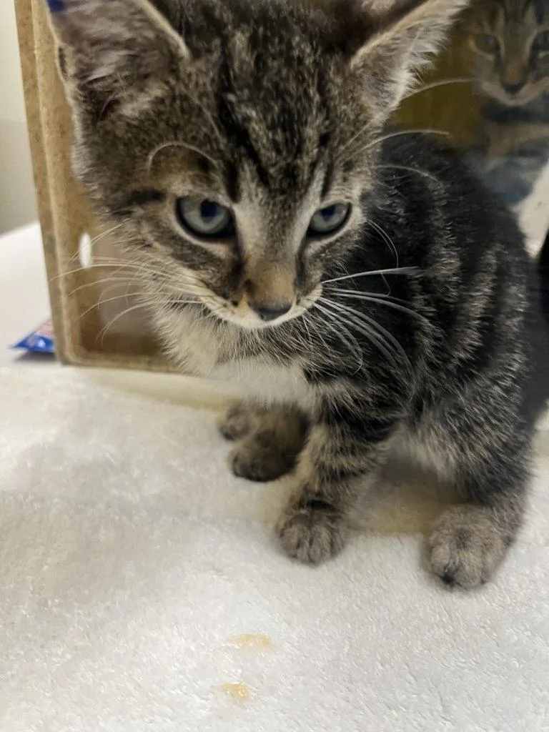 A baby small-sized male Tabby (Gray / Blue / Silver) Domestic Short Hair cat named Sonic for adoption in Raleigh, NC