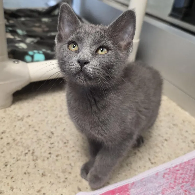 A baby small-sized female Gray / Blue / Silver Domestic Short Hair cat named Popsicle for adoption in Oshkosh, WI