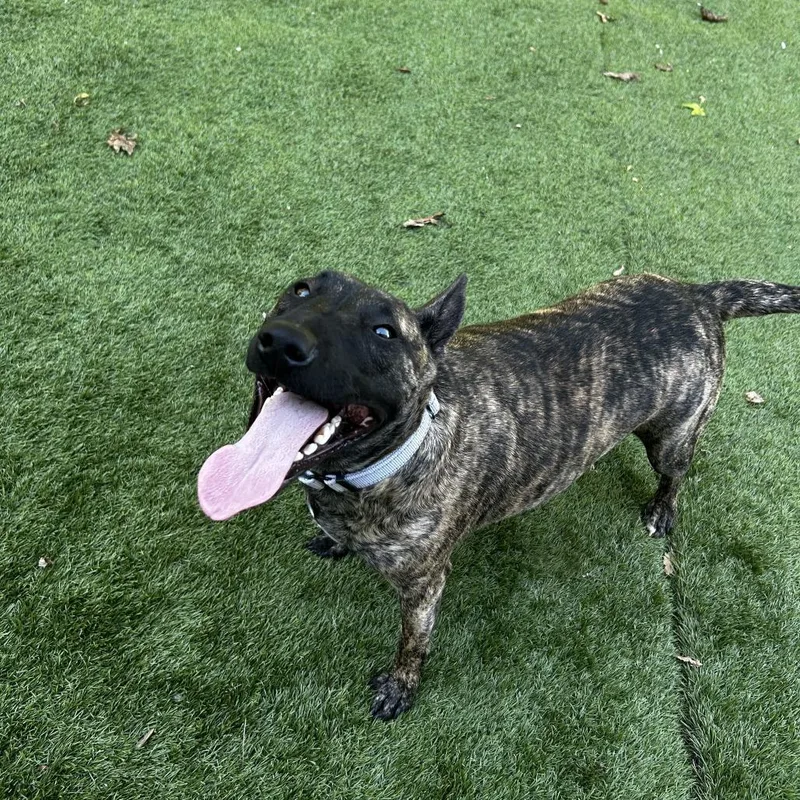 An adult medium-sized male Brown / Chocolate Mixed Breed dog named Duke for adoption in Davenport, IA