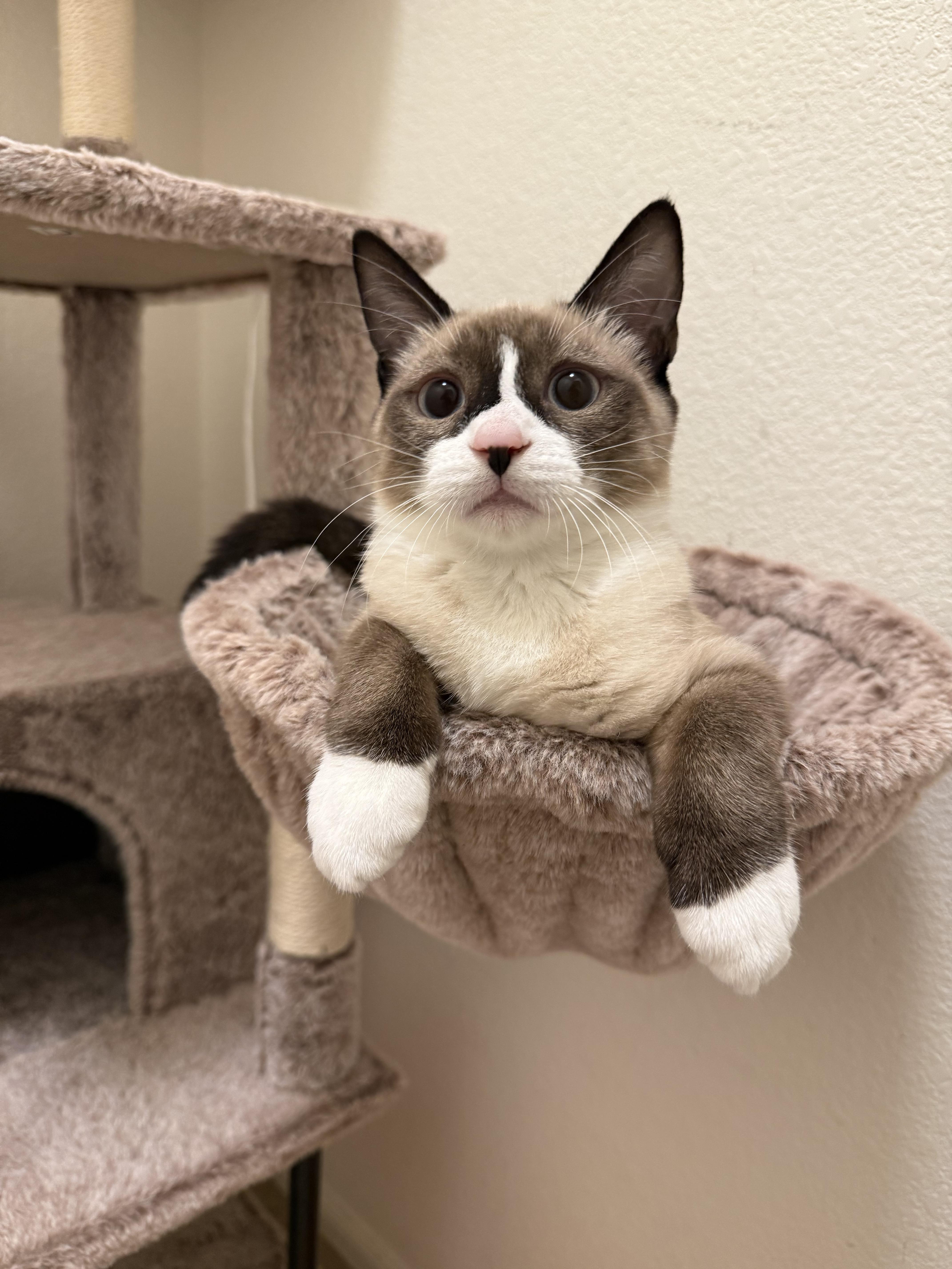 A baby small-sized male Siamese cat named Koi and Sumi for adoption in Chandler, AZ