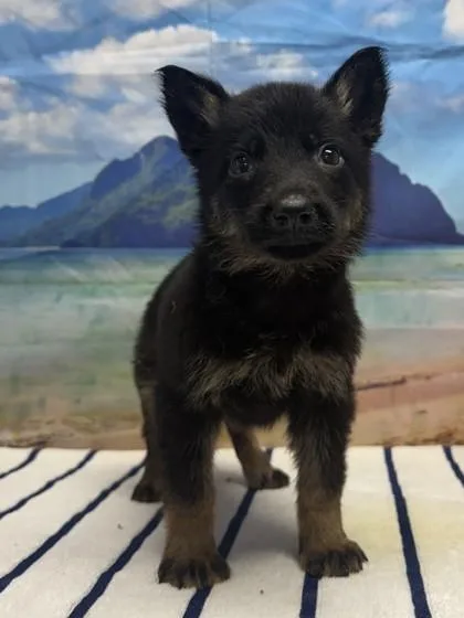 A baby small-sized female Shepherd dog named Fire for adoption in San Antonio, TX