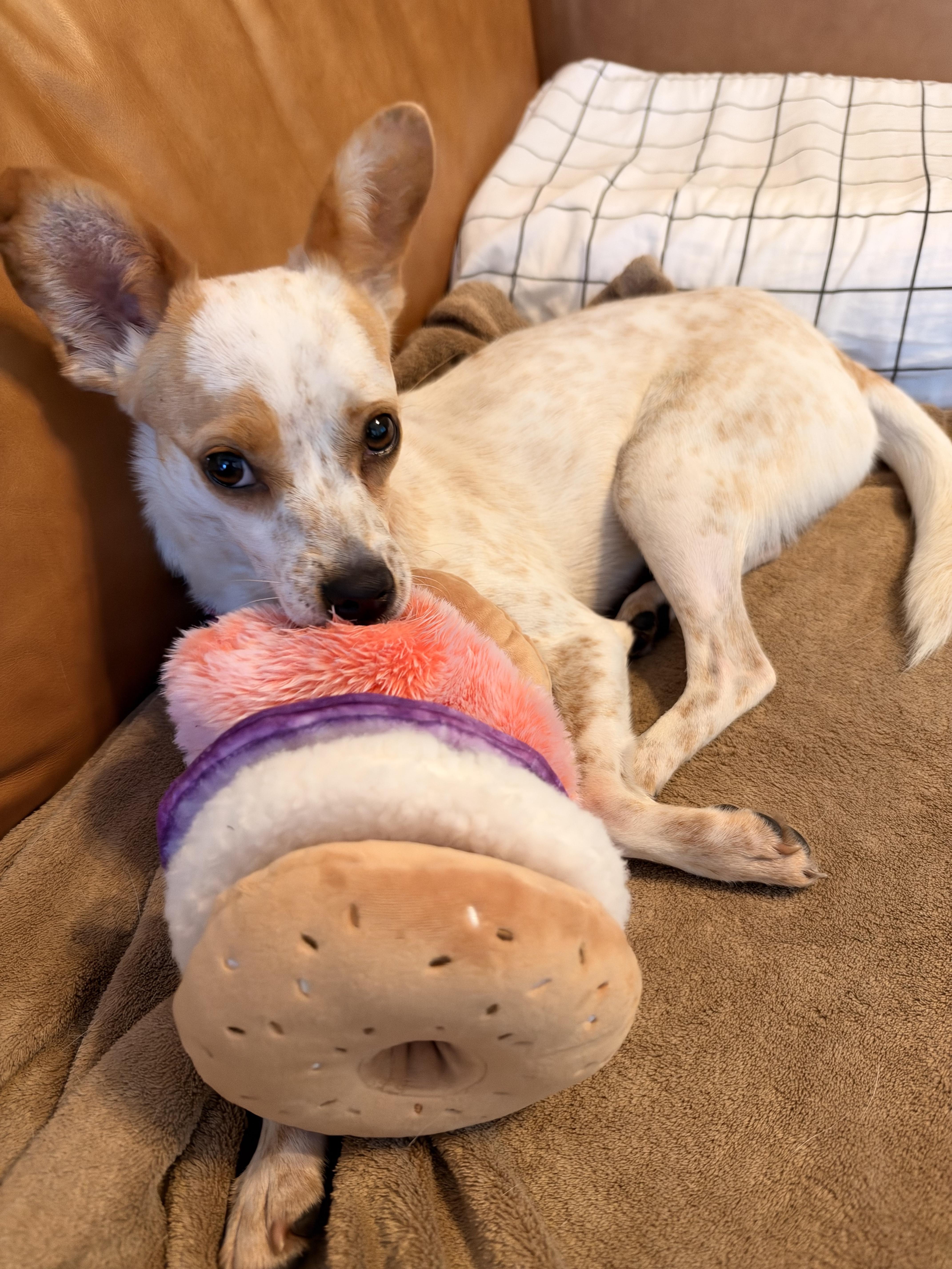 An adult small-sized female Chihuahua dog named Katya for adoption in Brooklyn, NY