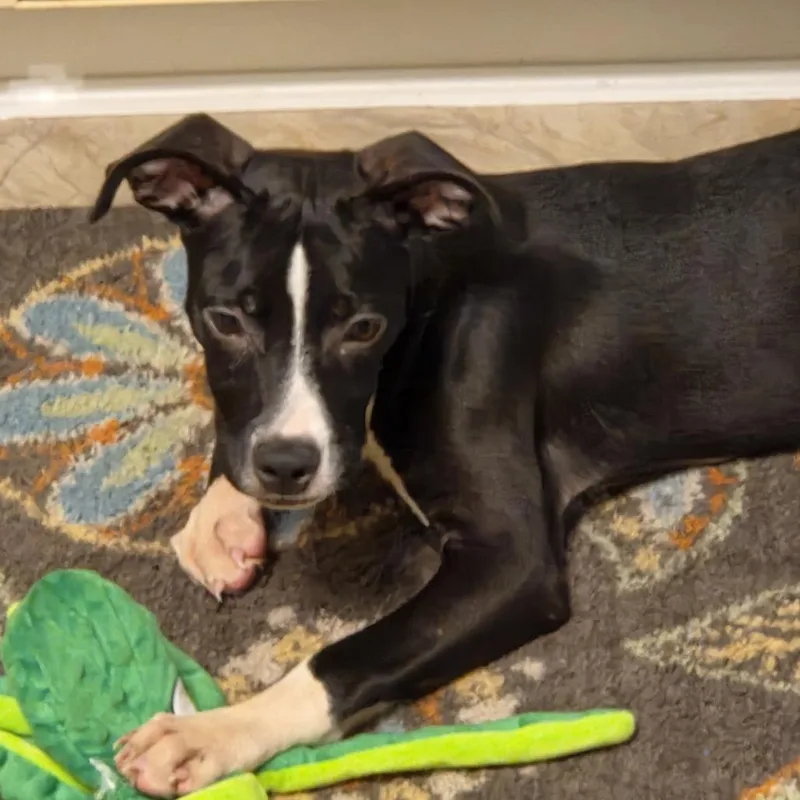 A baby medium-sized female Black Mixed Breed dog named Shelby for adoption in Morriston, FL