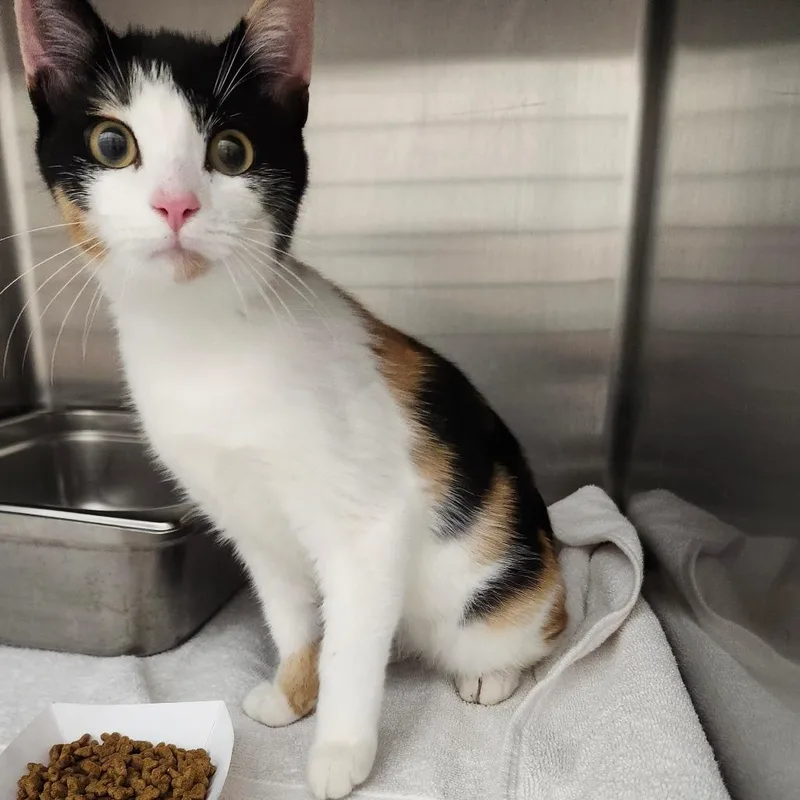 A baby small-sized female Calico Domestic Short Hair cat named Patches for adoption in Ballston Spa, NY