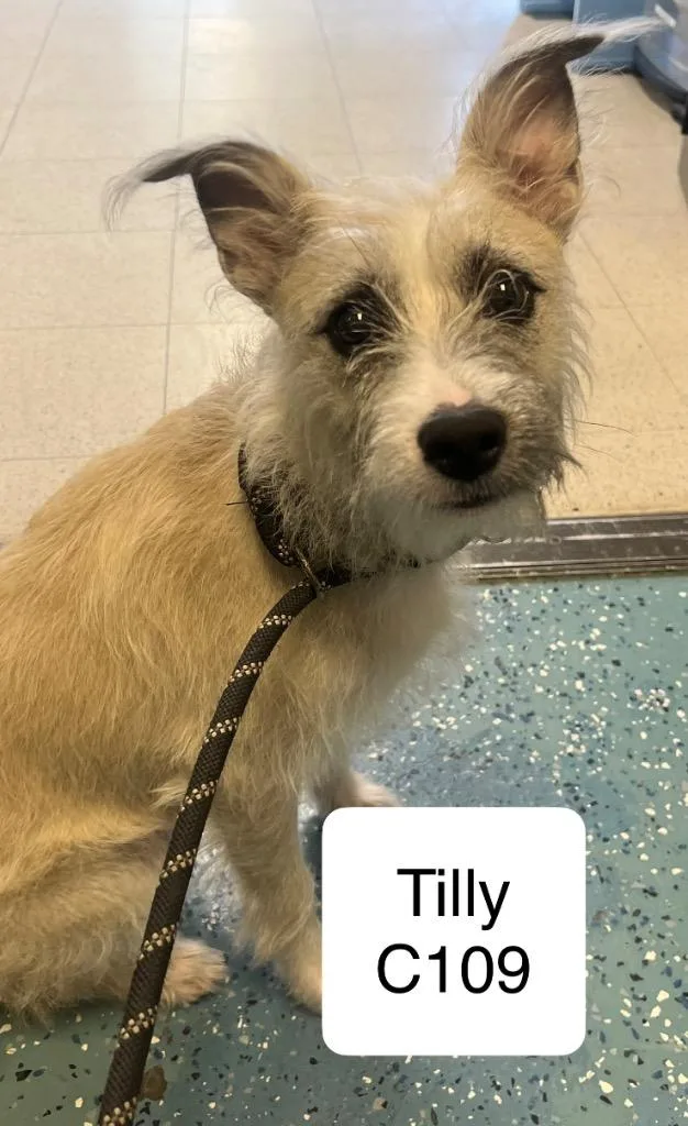 A young medium-sized female Yellow / Tan / Blond / Fawn Feist dog named Tilly C for adoption in Morganton, NC