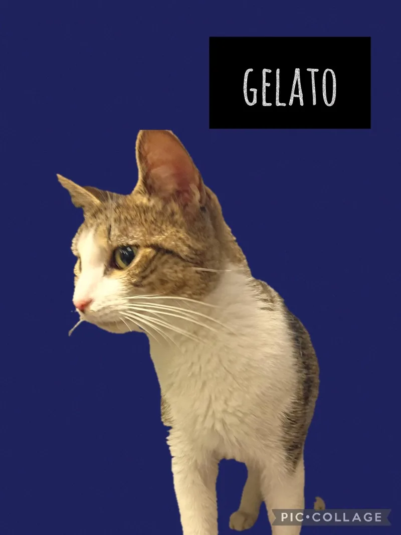 A young medium-sized female Tabby cat named Gelato for adoption in Muncie, IN
