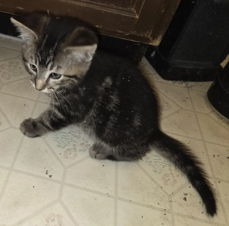 Mousse Pie thumbnail 2