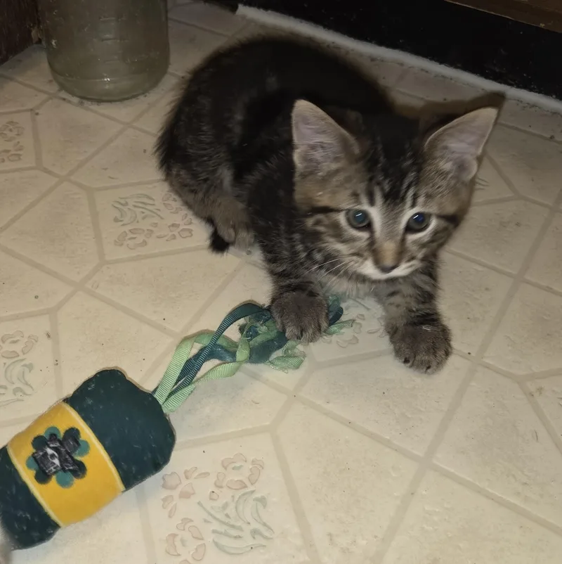 Mousse Pie thumbnail 3