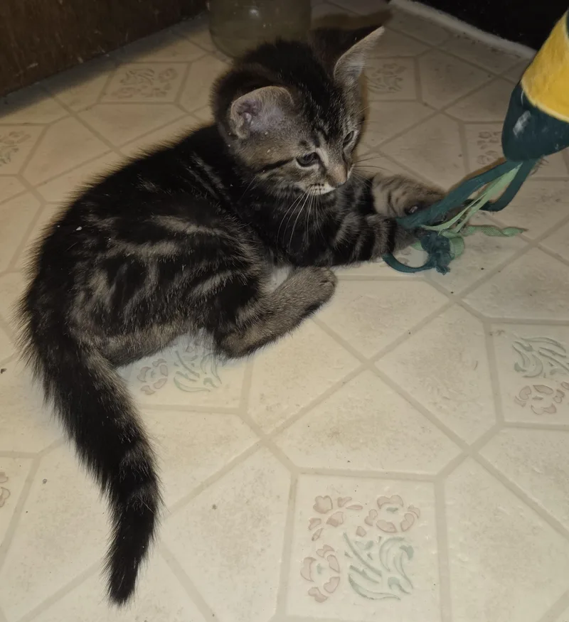 Mousse Pie thumbnail 4