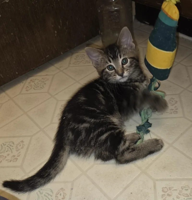 Mousse Pie thumbnail 5