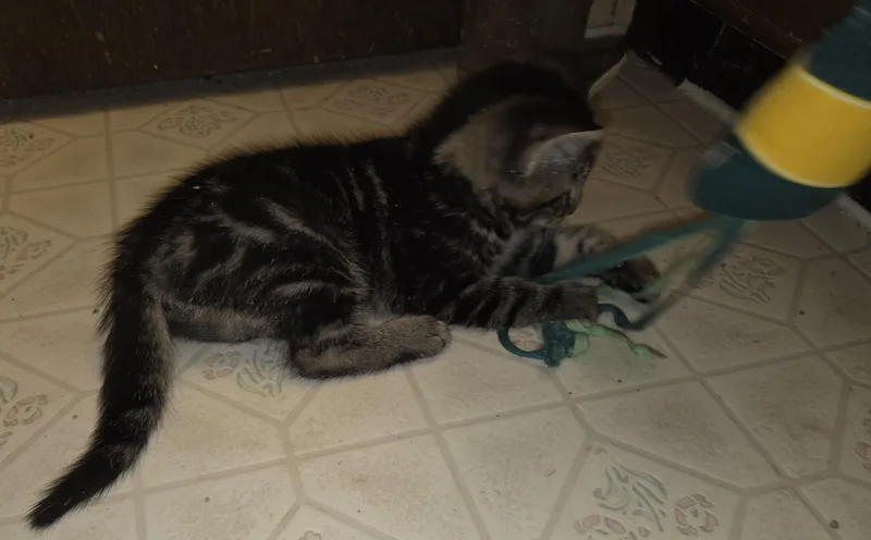 Mousse Pie thumbnail 6