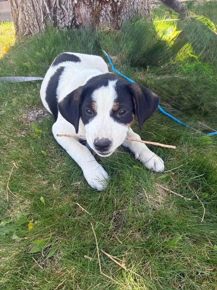 A baby medium-sized male Tricolor (Brown, Black, & White) Australian Cattle Dog / Blue Heeler dog named Batman for adoption in Colorado Springs, CO