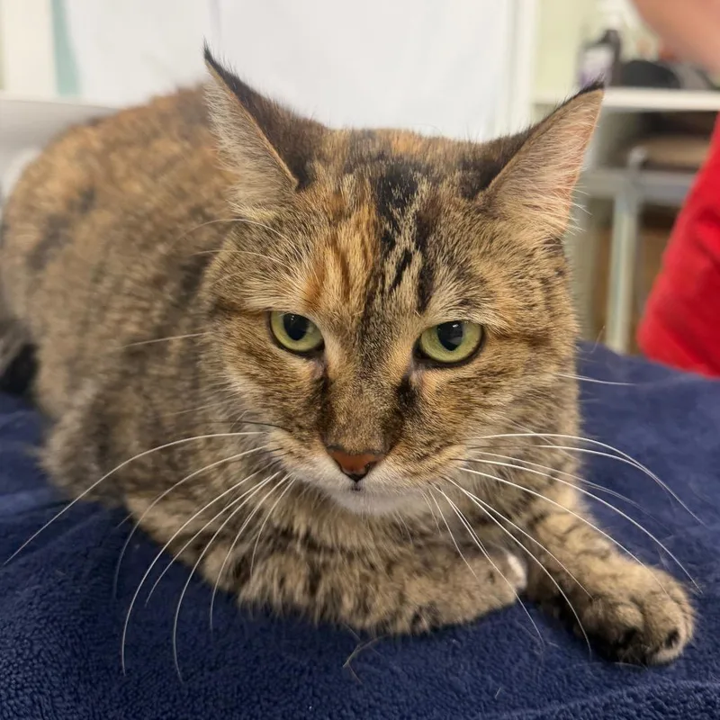 A senior medium-sized female Domestic Short Hair cat named Sadie for adoption in East Smithfield , PA